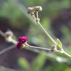 Boerhavia coccinea