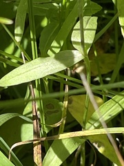 Gentianopsis thermalis