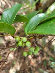 Smilax corbularia