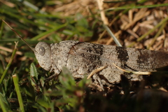 Oedipoda
