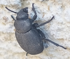 Tenebrionidae