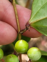 Smilax corbularia