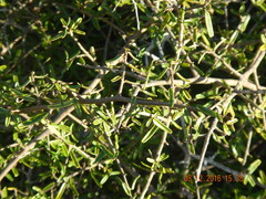 Atamisquea emarginata