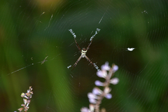 Argiope minuta