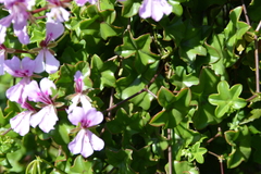 Pelargonium peltatum