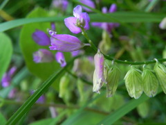 Polygala nicaeensis