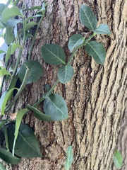 Euonymus fortunei