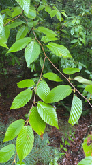 Betula lenta