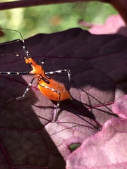 Zelus longipes