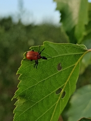 Apoderus coryli