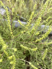 Ambrosia artemisiifolia