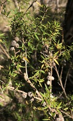 Leptospermum continentale
