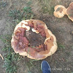 Ganoderma
