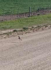 Vanellus melanopterus