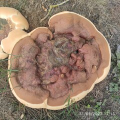 Ganoderma