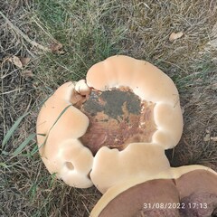 Ganoderma