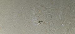 Idaea troglodytaria