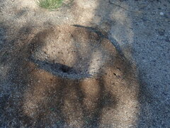 Acromyrmex versicolor