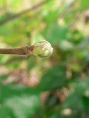 Phytoptus avellanae