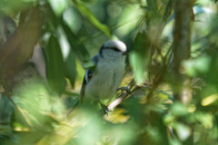 Cyanistes cyanus