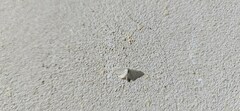 Idaea troglodytaria