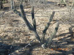 Stenocereus gummosus