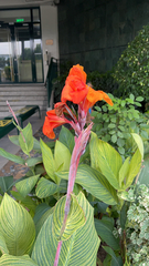Canna × generalis