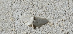 Idaea troglodytaria