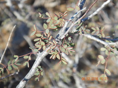 Erythrostemon pannosus