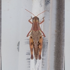 Melanoplus lakinus