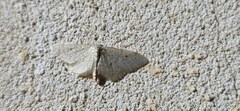 Idaea troglodytaria