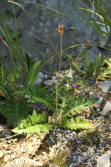 Cirsium tuberosum