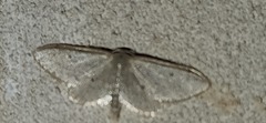 Idaea troglodytaria