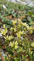 Saxifraga bronchialis funstonii