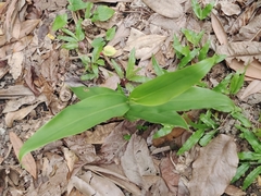 Hedychium coronarium
