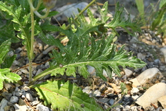 Cirsium tuberosum