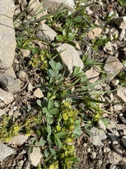 Sibbaldia procumbens