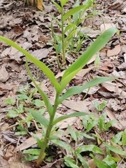Hedychium coronarium