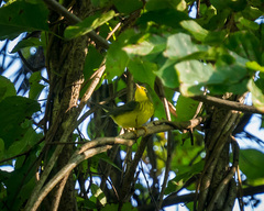 Cardellina canadensis