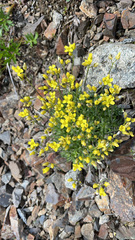 Draba oligosperma