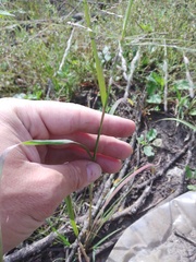 Eragrostis albensis