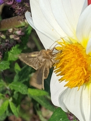 Diachrysia chrysitis