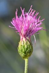 Cirsium tuberosum