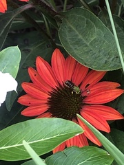 Agapostemon virescens