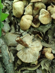 Gymnopus fusipes