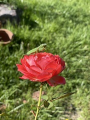 Stagmomantis limbata