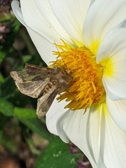 Diachrysia chrysitis