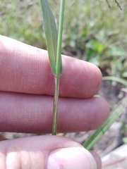 Eragrostis albensis