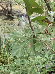 Quercus nigra