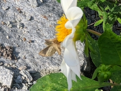 Diachrysia chrysitis